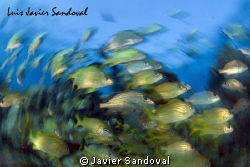 Fish Twister !!!! by Javier Sandoval 